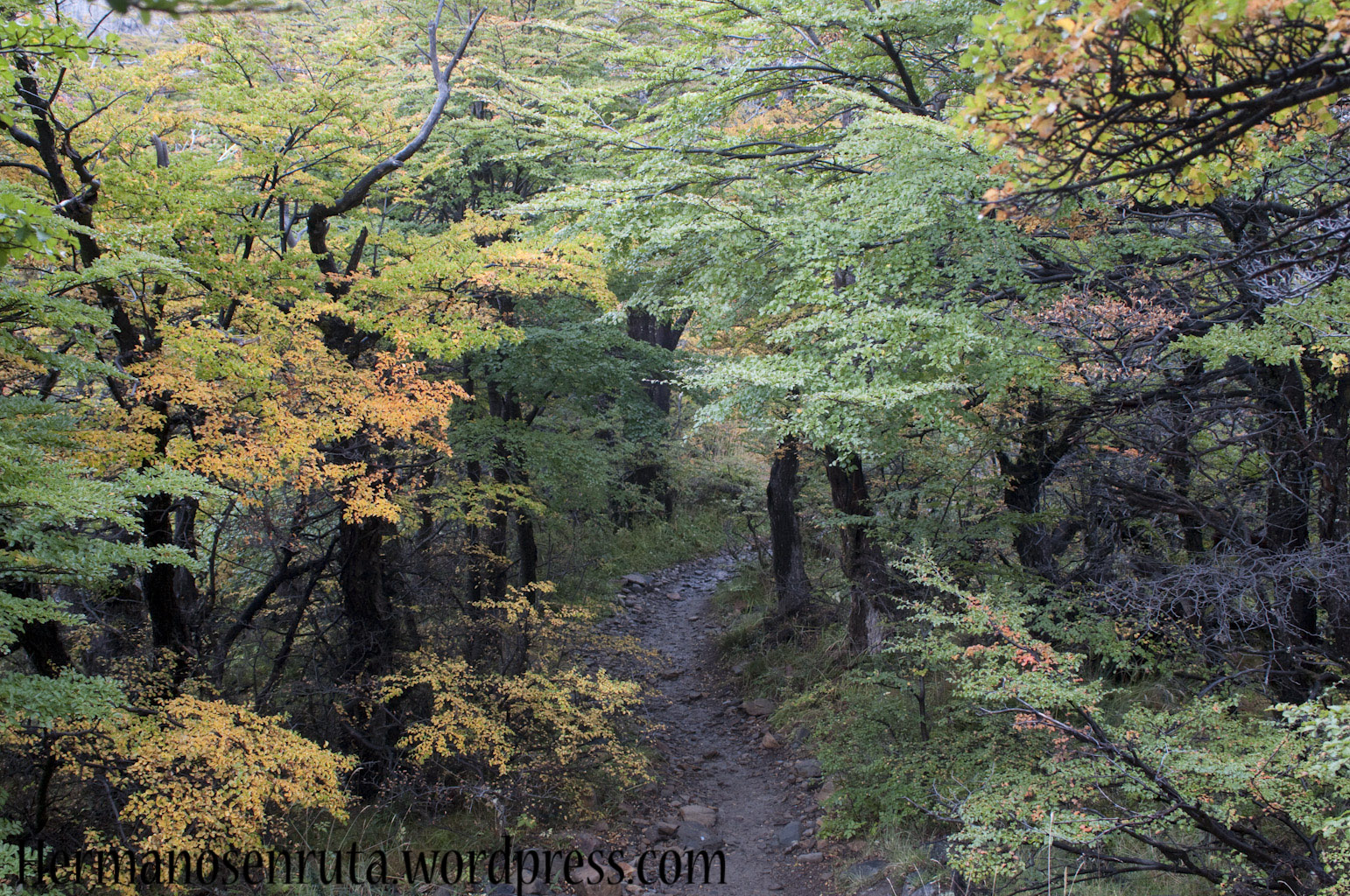 El bosque de Bariloche que parece salido de un cuento mágico